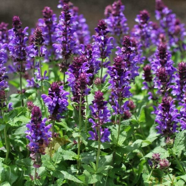 Tıbbi Adaçayı Tohumu | Salvia nemorosa Blue – Aromatik Bitki