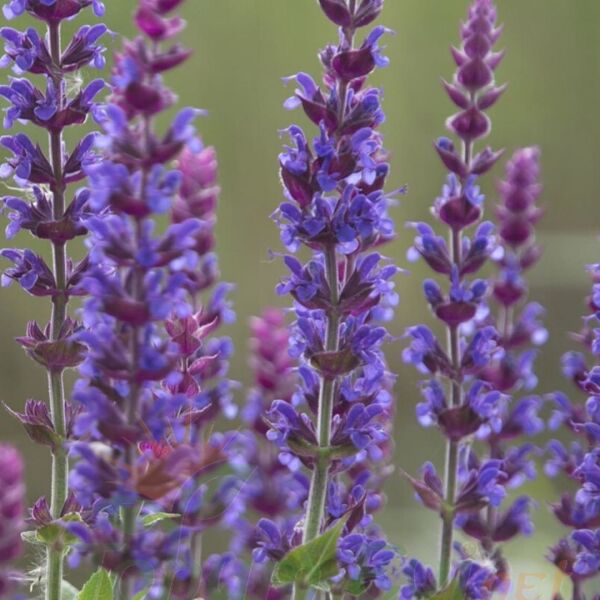 Tıbbi Adaçayı Tohumu | Salvia nemorosa Blue – Aromatik Bitki