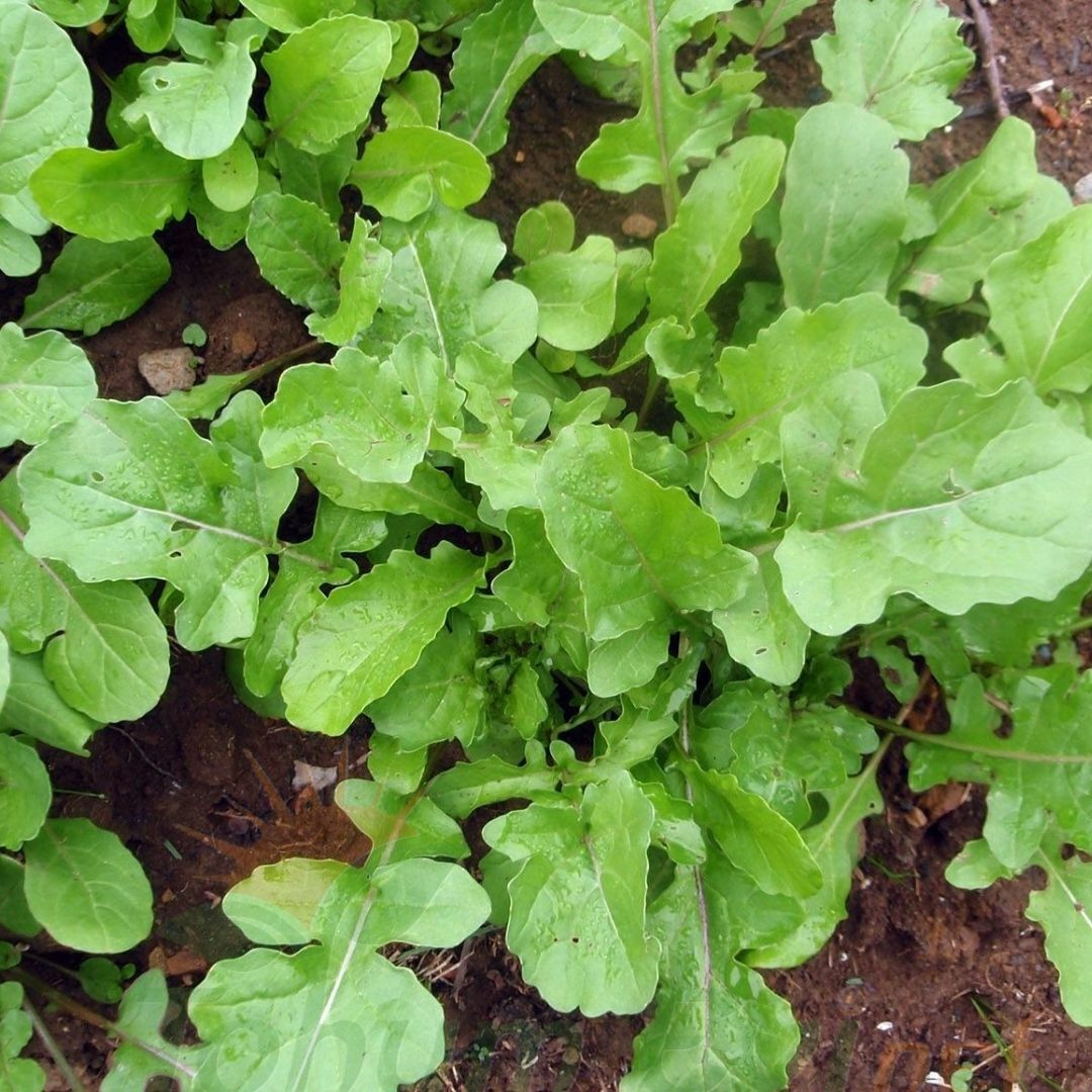 Geleneksel Roka Tohumu | Eruca Vesicaria – Hızlı Çimlenme