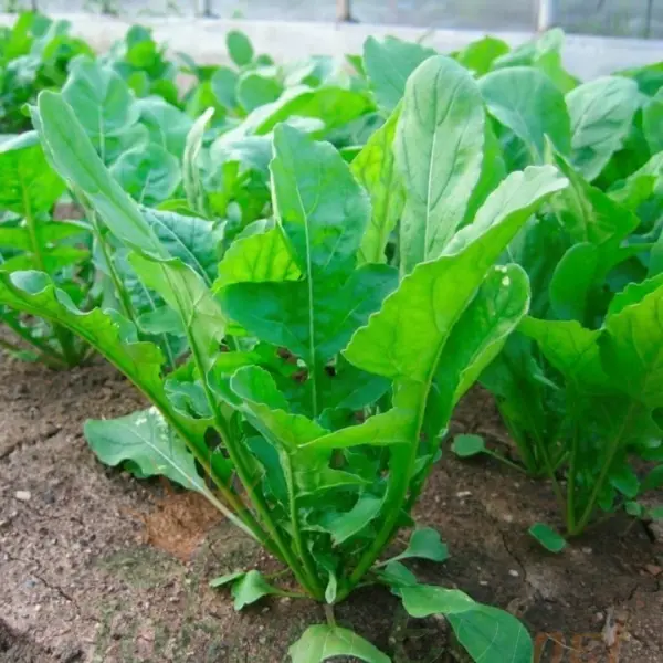 Geleneksel Roka Tohumu | Eruca Vesicaria – Hızlı Çimlenme