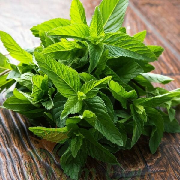 Geleneksel Nane Tohumu | Greenmint Viridis – Aromatik