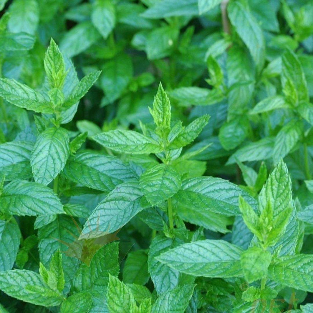Geleneksel Nane Tohumu | Greenmint Viridis – Aromatik