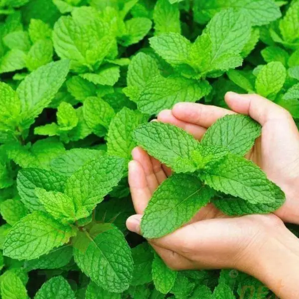 Geleneksel Nane Tohumu | Greenmint Viridis – Aromatik