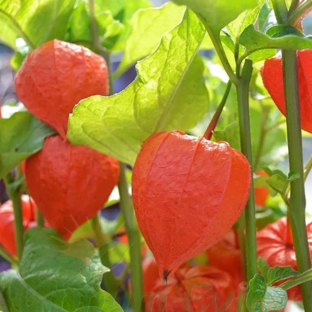 Altın Çilek Tohumu | İnka Eriği – Physalis Peruviana