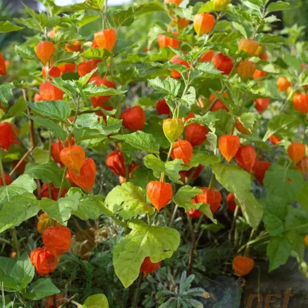 Altın Çilek Tohumu | İnka Eriği – Physalis Peruviana