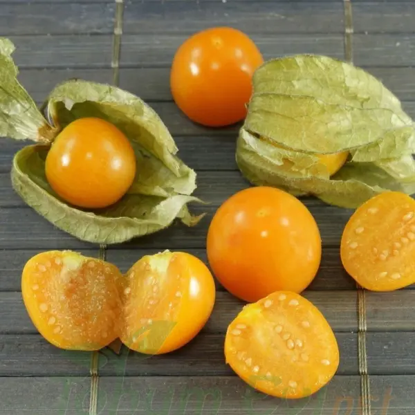 Altın Çilek Tohumu | İnka Eriği – Physalis Peruviana