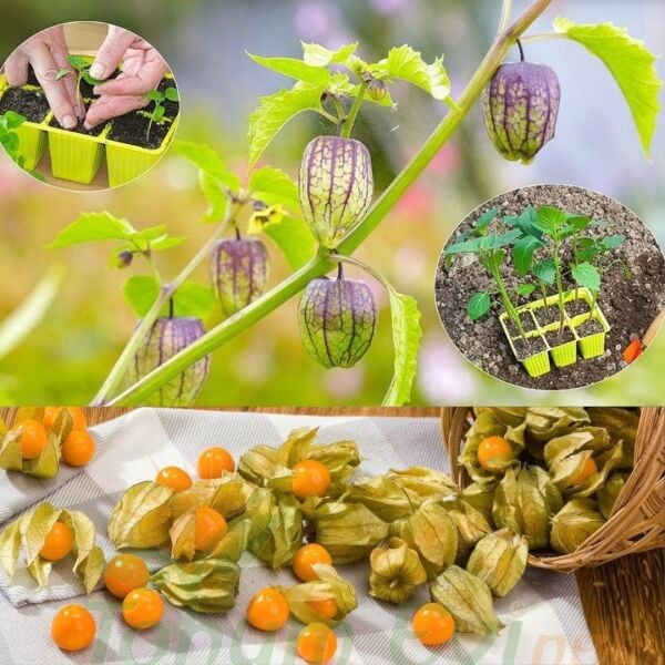 Altın Çilek Tohumu | İnka Eriği – Physalis Peruviana