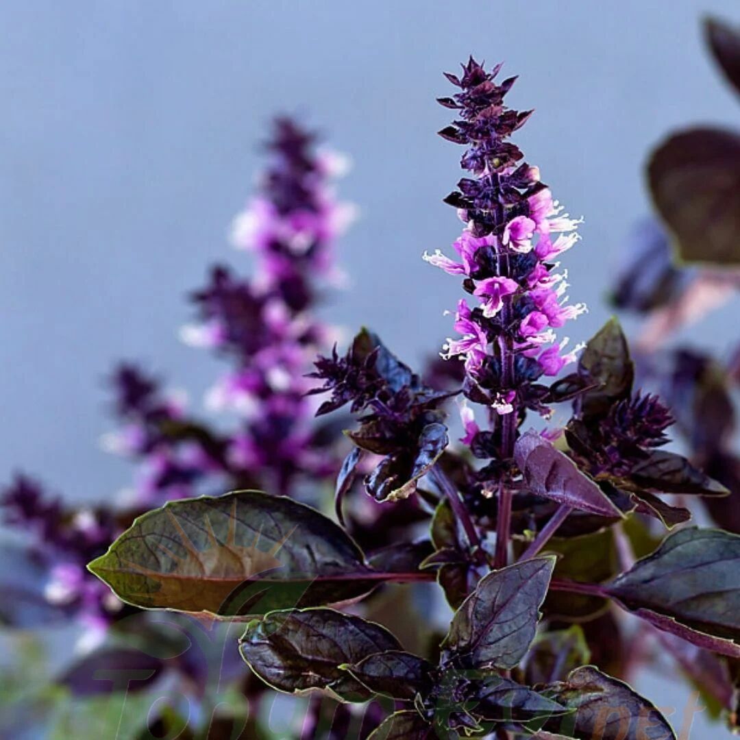 Mor Reyhan Tohumu | Yoğun Aromalı – Dekoratif Bitki