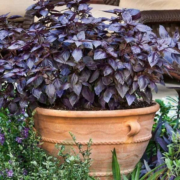 Mor Reyhan Tohumu | Yoğun Aromalı – Dekoratif Bitki