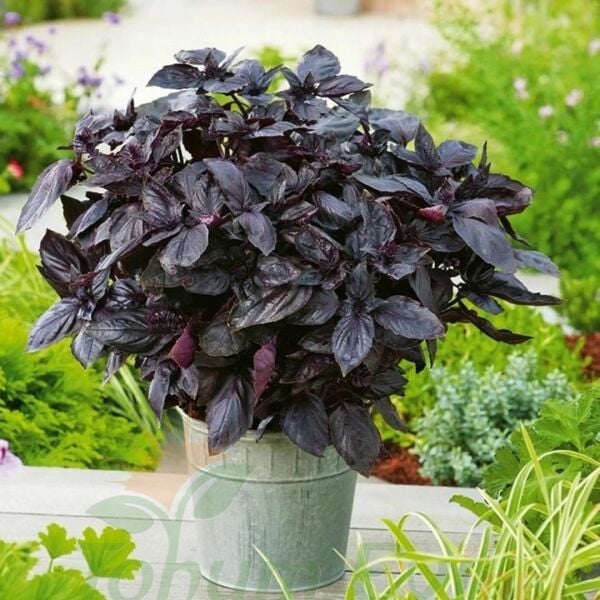 Mor Reyhan Tohumu | Yoğun Aromalı – Dekoratif Bitki