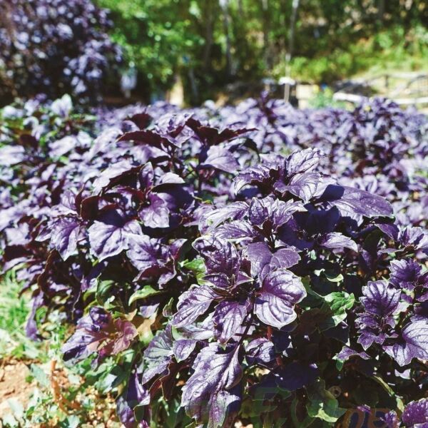 Mor Reyhan Tohumu | Yoğun Aromalı – Dekoratif Bitki