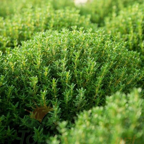 Kekik Tohumu | Thymus – Aromatik ve Şifalı Bitki