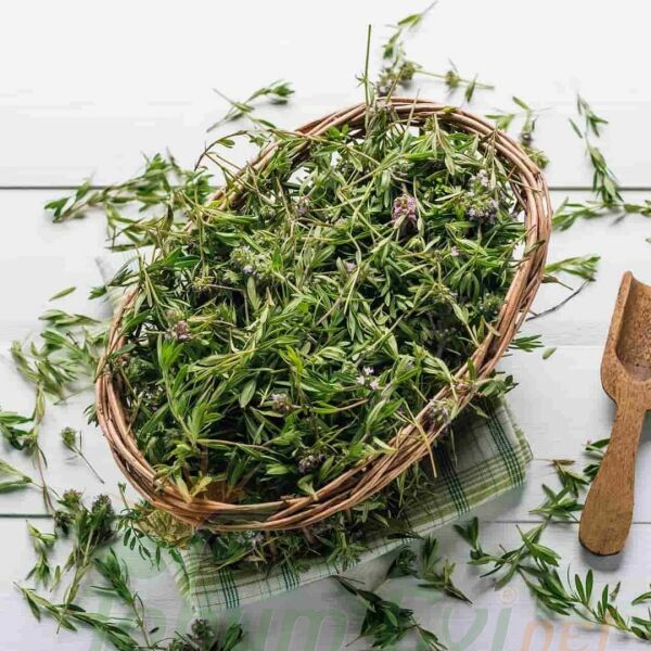 Kekik Tohumu | Thymus – Aromatik ve Şifalı Bitki