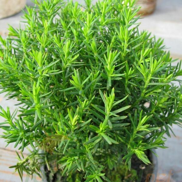 Kekik Tohumu | Thymus – Aromatik ve Şifalı Bitki