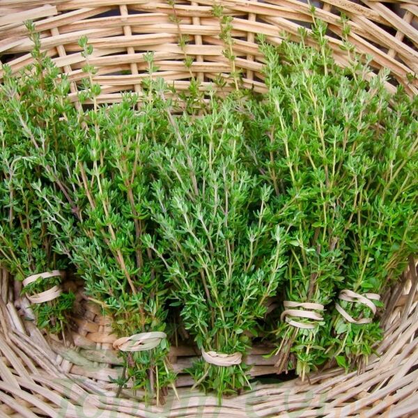 Kekik Tohumu | Thymus – Aromatik ve Şifalı Bitki