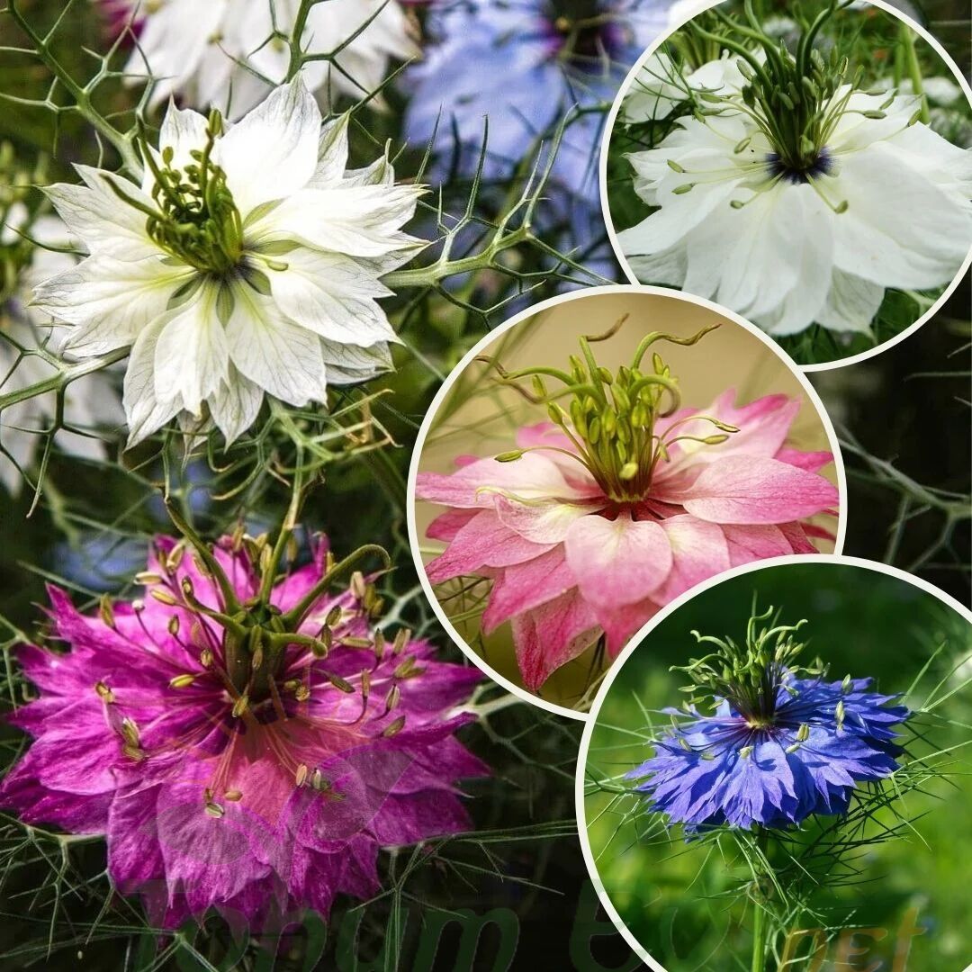 Çörekotu Çiçeği Tohumu | Nigella damascena – Dekoratif Çiçek