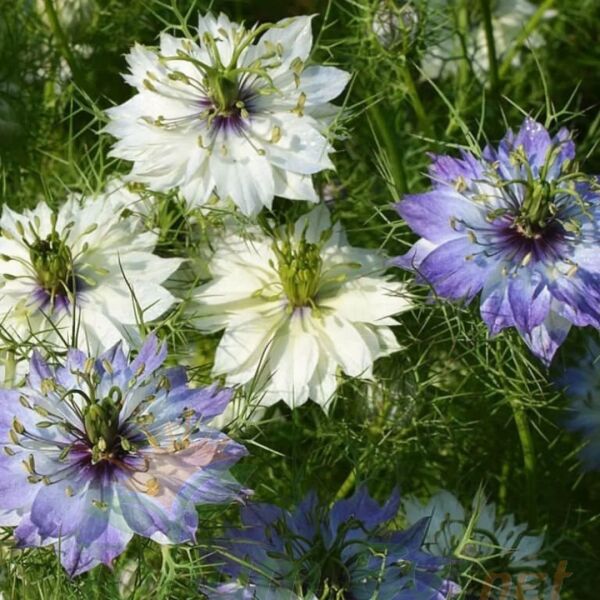 Çörekotu Çiçeği Tohumu | Nigella damascena – Dekoratif Çiçek