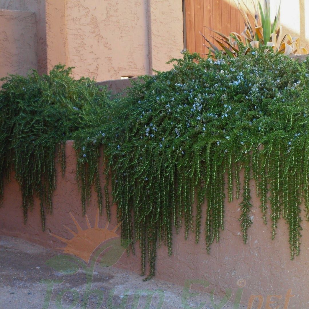 Yayılıcı Biberiye Fidanı | Rosmarinus Officinalis – Aromatik