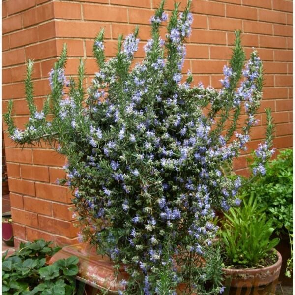 Yayılıcı Biberiye Fidanı | Rosmarinus Officinalis – Aromatik