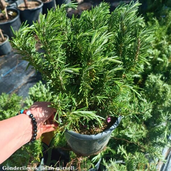 Yayılıcı Biberiye Fidanı | Rosmarinus Officinalis – Aromatik