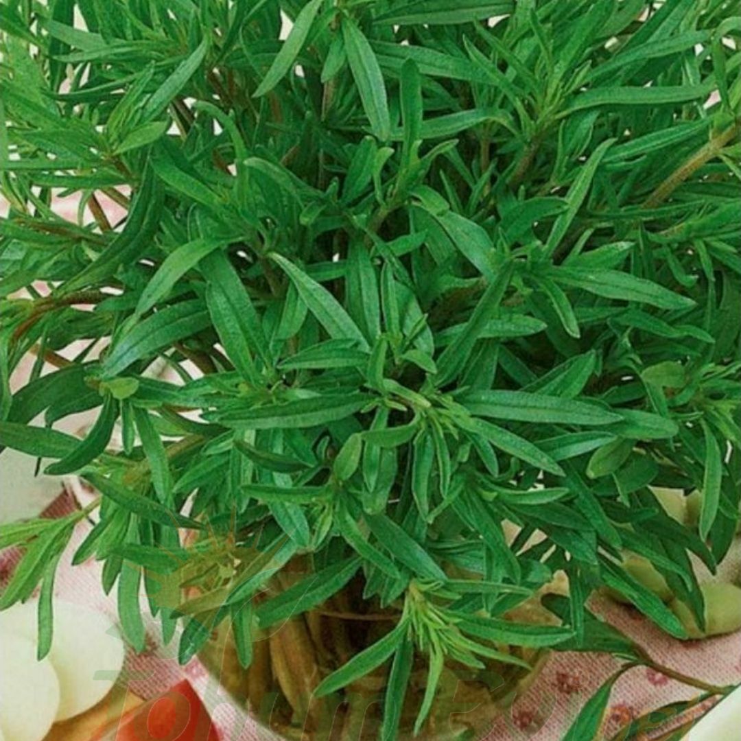 Zahter Kekiği Tohumu | Thymus Vulgaris – Aromatik Bitki