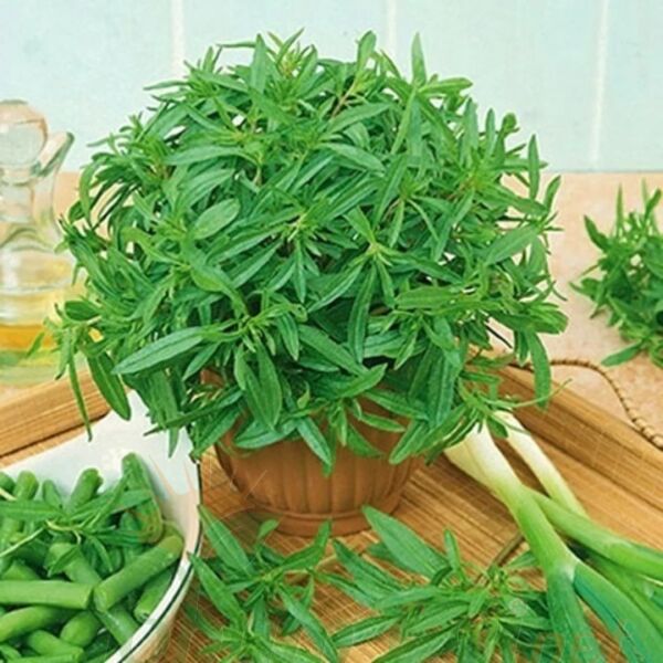 Zahter Kekiği Tohumu | Thymus Vulgaris – Aromatik Bitki