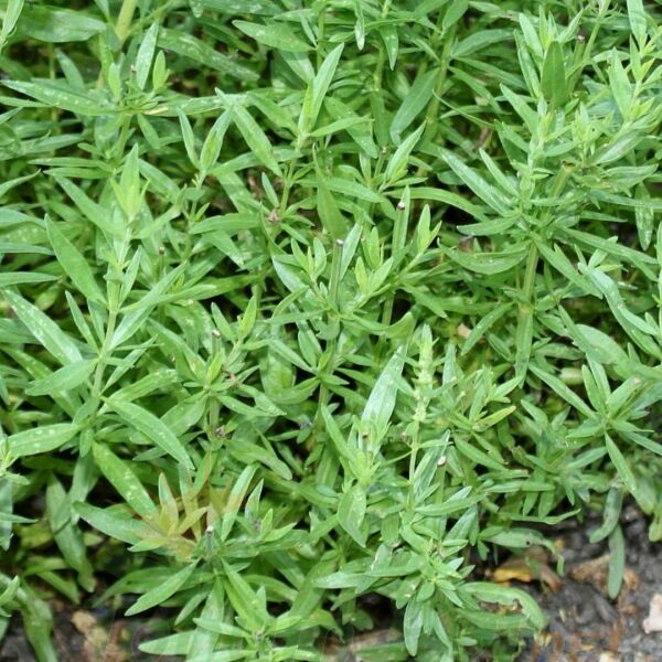 Zahter Kekiği Tohumu | Thymus Vulgaris – Aromatik Bitki