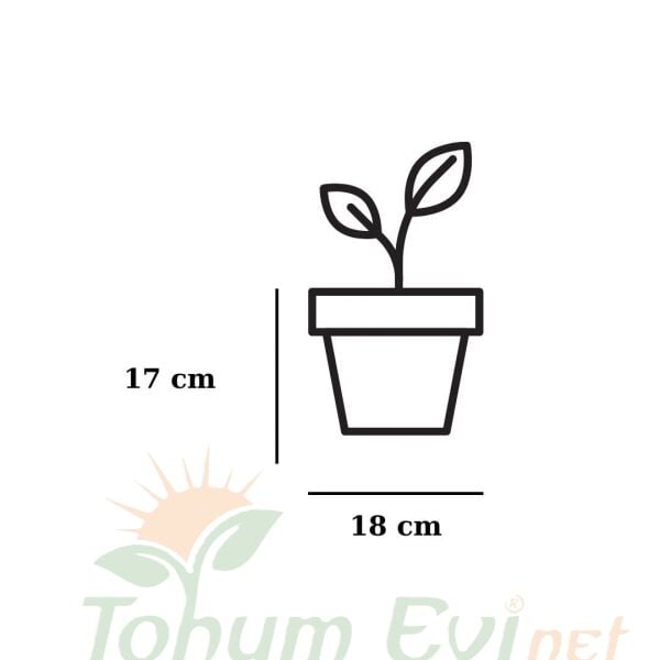 Poliwork Vanda Transparan Tabaklı Orkide Saksı - 2,2 lt