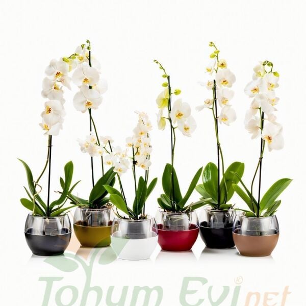 Poliwork Buule Orkide Saksı Drenajlı 2 L