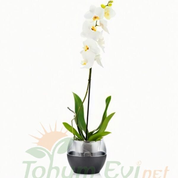 Poliwork Buule Orkide Saksı Drenajlı 2 L