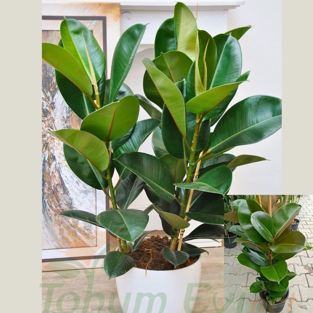 Ficus Elastica Kauçuk Çiçeği 100 cm Çift Dikim | Büyük Salon Bitkisi