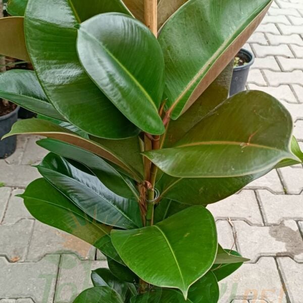 Ficus Elastica Kauçuk Çiçeği 100 cm Çift Dikim | Büyük Salon Bitkisi