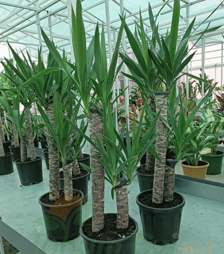 Yuka Bitkisi Yucca Elephantipes Çift Dikim | Büyük Salon Bitkisi