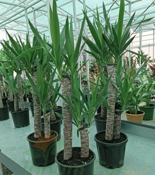 Yuka Bitkisi Yucca Elephantipes Çift Dikim | Büyük Salon Bitkisi
