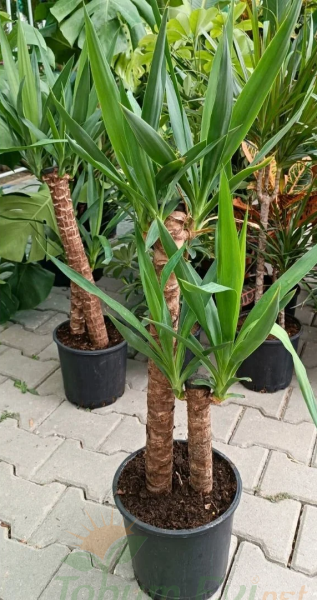 Yuka Bitkisi Yucca Elephantipes Çift Dikim | Büyük Salon Bitkisi