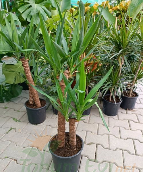 Yuka Bitkisi Yucca Elephantipes Çift Dikim | Büyük Salon Bitkisi