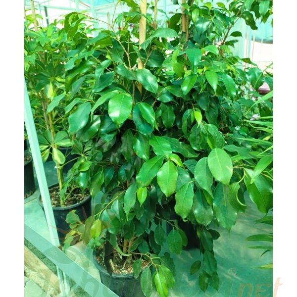 Benjamin Ficus 100–120 cm | Benjamin Çiçeği Büyük Boy