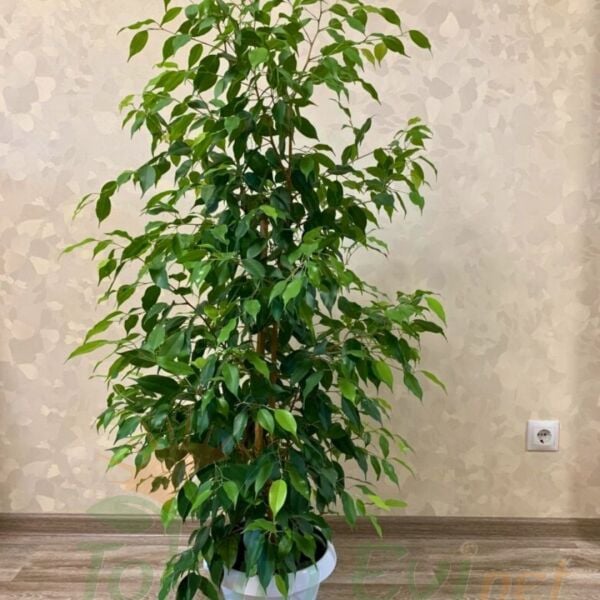 Benjamin Ficus 100–120 cm | Benjamin Çiçeği Büyük Boy