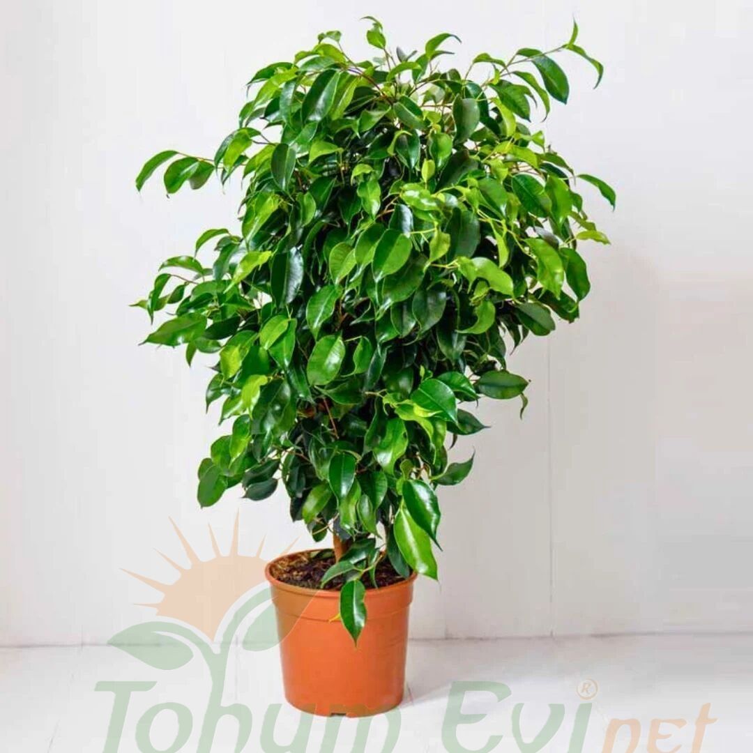 Benjamin Ficus 100–120 cm | Benjamin Çiçeği Büyük Boy
