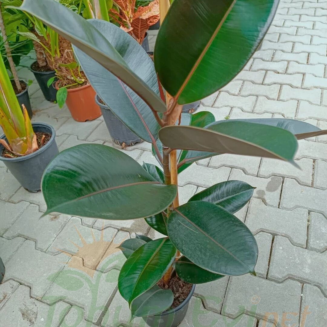 Ficus Elastica Kauçuk Çiçeği 100 cm Tek Dikim | Büyük Salon Bitkisi