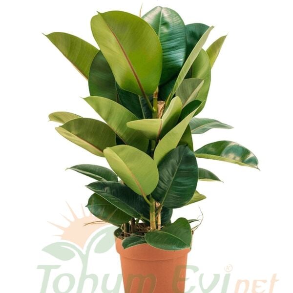Ficus Elastica Kauçuk Çiçeği 100 cm Tek Dikim | Büyük Salon Bitkisi