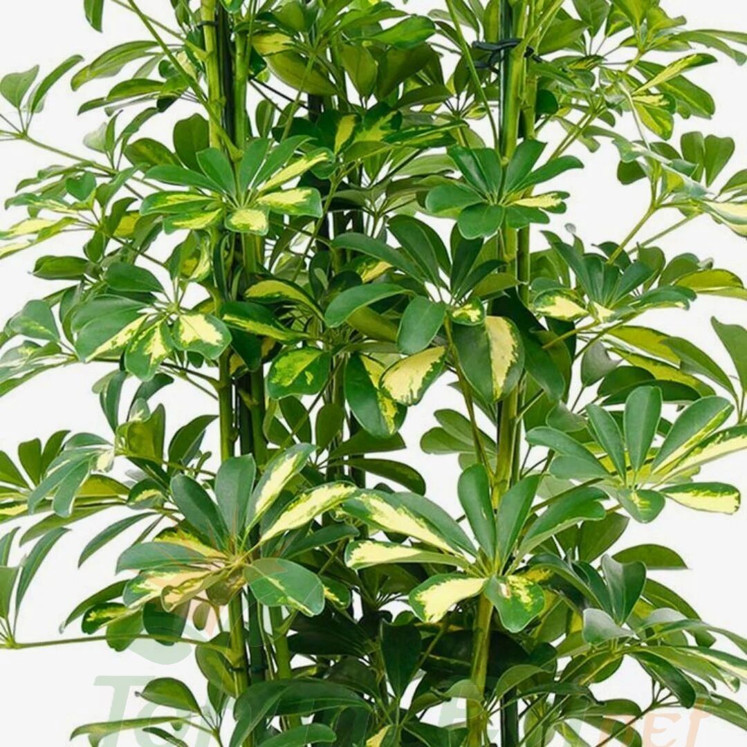 Schefflera Arboricola Gold Capella Çift Dikim | Alacalı Şeflera – Şemsiye Ağacı