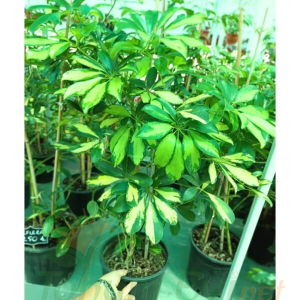 Schefflera Arboricola Gold Capella Çift Dikim | Alacalı Şeflera – Şemsiye Ağacı