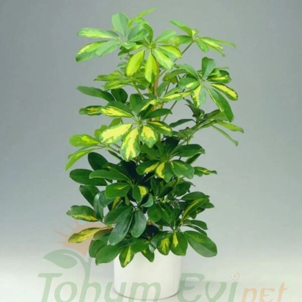 Schefflera Arboricola Gold Capella Çift Dikim | Alacalı Şeflera – Şemsiye Ağacı