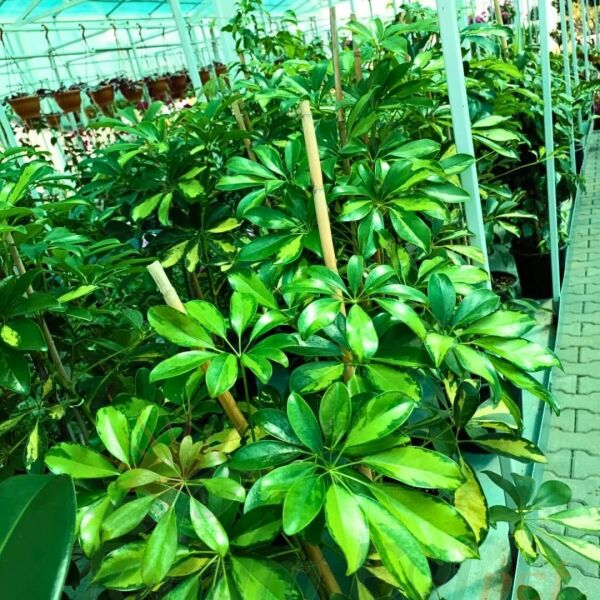 Schefflera Arboricola Gold Capella Çift Dikim | Alacalı Şeflera – Şemsiye Ağacı