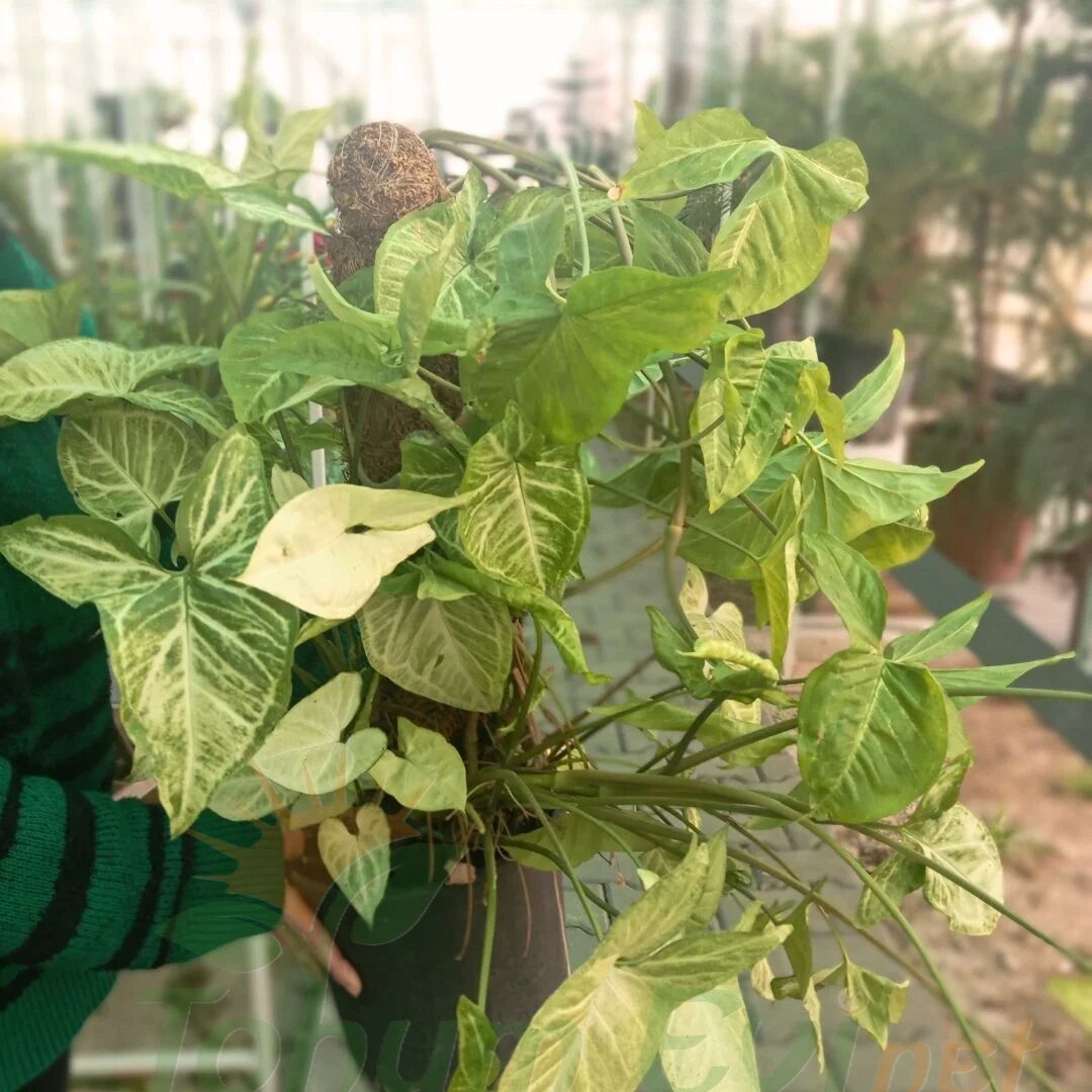 Syngonium Podophyllum Melek Kanadı 60 cm Sopalı | İç Mekân Salon Bitkisi