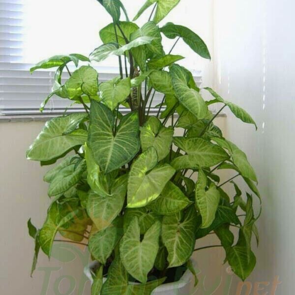 Syngonium Podophyllum Melek Kanadı 60 cm Sopalı | İç Mekân Salon Bitkisi