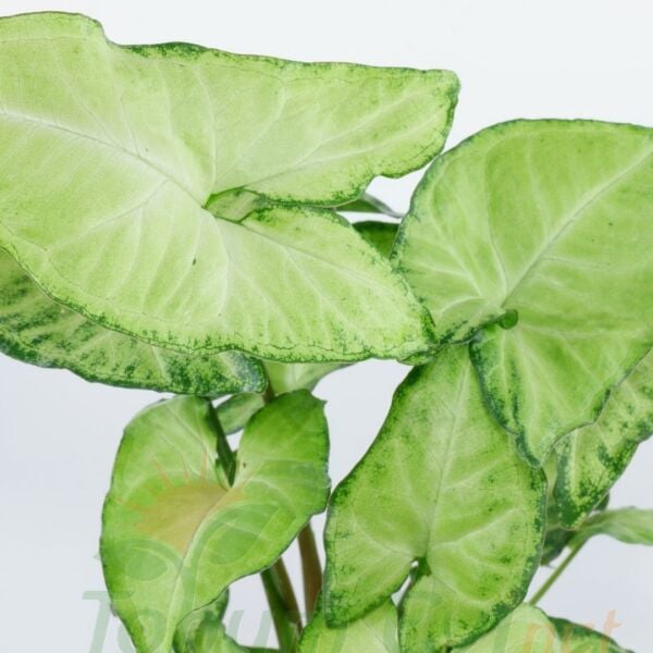 Syngonium Podophyllum Melek Kanadı 60 cm Sopalı | İç Mekân Salon Bitkisi