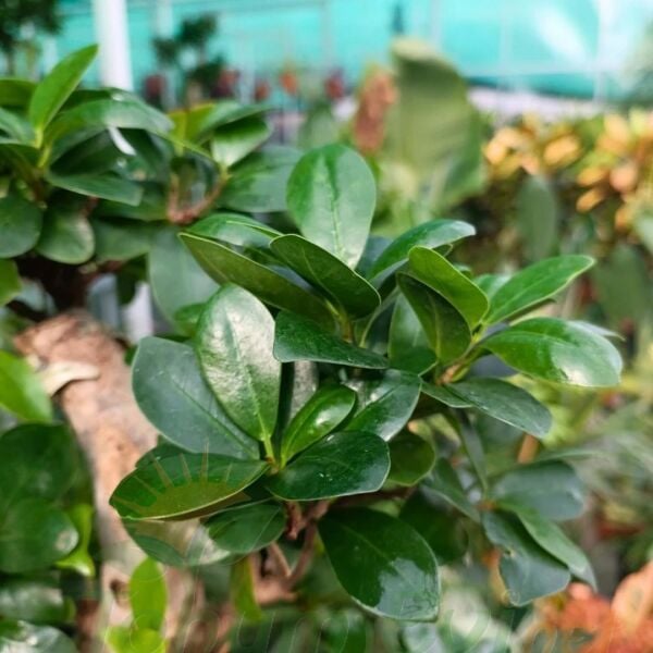 Ficus Ginseng Bonsai Ağacı İthal 200 gr | Mini Bonsai Bitkisi