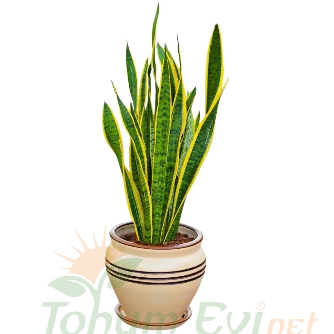 Kılıç Çiçeği Paşa Kılıcı Sansevieria Trifasciata | Dayanıklı Salon Bitkisi